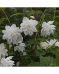 Philadelphus Pearls of Perfume